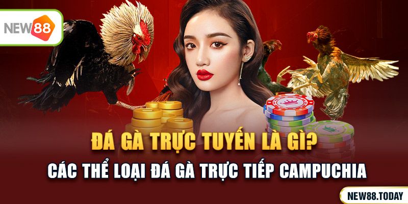 Đá gà trực tuyến là gì? Lợi ích khi xem đá gà trực tiếp campuchia